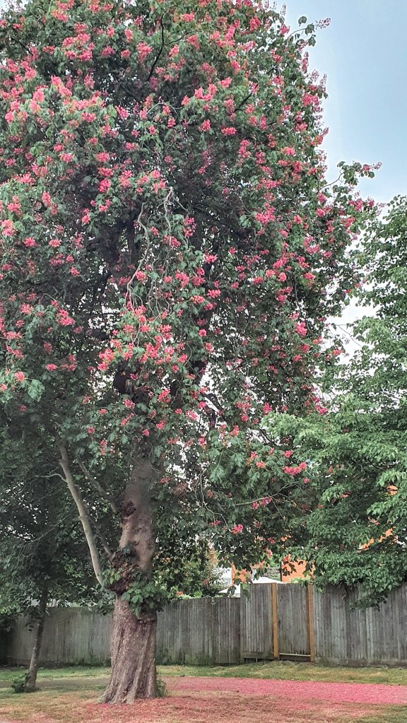 20200522_063750 (1)5540802313620764878..jpg